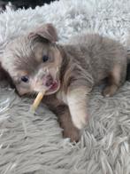 Chihuahua puppy te koop, langharige, reutje, België, Fokker | Hobbymatig, Eén hond, Reu