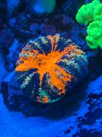Koralen / Koraal Scolymia Warpaint, Dieren en Toebehoren, Vissen | Aquariumvissen, Zoutwatervis