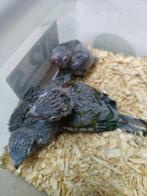 3 jonge pyrrhura perlata, Dieren en Toebehoren, Vogels | Parkieten en Papegaaien