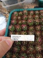 cactus Ferocactus acanthodes, Tuin en Terras, Ophalen of Verzenden