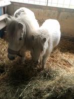Shetland veulen, Dieren en Toebehoren, Niet van toepassing, 0 tot 2 jaar, A pony (tot 1.17m), Recreatiepony
