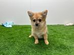 PomChi pup - Pomeriaan x Chihuahua, Dieren en Toebehoren, Honden | Niet-rashonden, België, 8 tot 15 weken, Eén hond, Klein