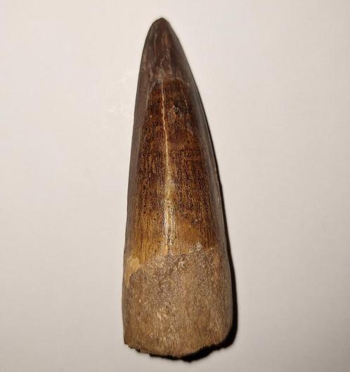 Spinosaurus tand - 6,7 cm, Verzamelen, Mineralen en Fossielen, Fossiel, Ophalen of Verzenden