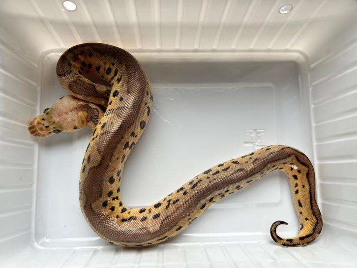 1.0 ball python - pastel clown pos blade, Dieren en Toebehoren, Reptielen en Amfibieën, Slang, 0 tot 2 jaar, Tam