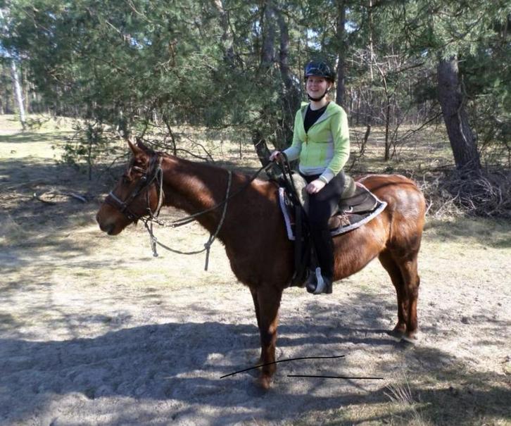 Verzorging aangeboden/verzorg paardjes gezocht, Dieren en Toebehoren, Paarden en Pony's | Verzorgingsproducten, Ophalen
