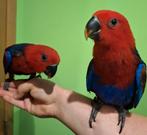 0-2 Vrouwtjes Team Parrot Eclectus 2025, Dieren en Toebehoren, Vrouwelijk, Papegaai, Geringd
