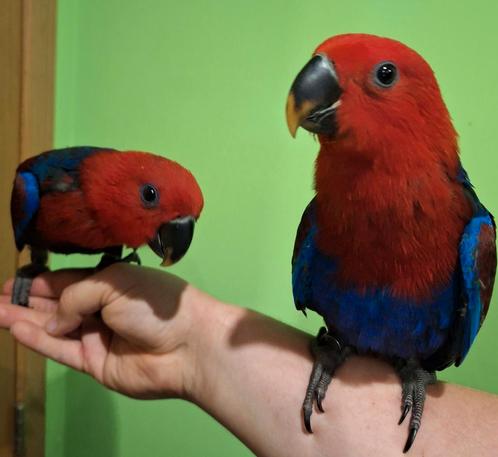 0-2 Vrouwtjes Team Parrot Eclectus 2025, Dieren en Toebehoren, Vogels | Parkieten en Papegaaien, Papegaai, Vrouwelijk, Tam, Geringd