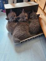 Britse Shortair kittens met stamboom, Nieuw, Ophalen of Verzenden