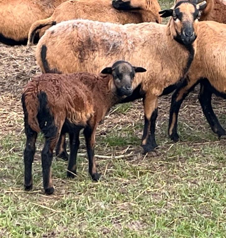 Kameroenschapen : Jonge ooien met lammetjes ooien, Dieren en Toebehoren, Schapen, Geiten en Varkens, Schaap, Meerdere dieren, 0 tot 2 jaar