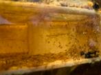 Aquariumvissen / cichliden, Dieren en Toebehoren, Vissen | Aquariumvissen