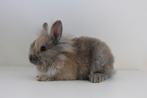 Dwergkonijntje, Mâle, Nain, 0 à 2 ans
