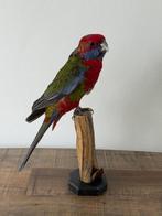 Pennantrosella en peluche - Wildernis Atelier, Collections, Collections Animaux, Enlèvement ou Envoi, Neuf, Oiseaux, Animal empaillé