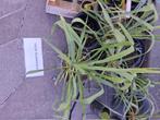 Yucca, Tuin en Terras, Ophalen, Vaste plant, Overige soorten