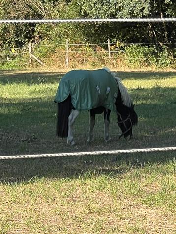 Kinderpony beschikbaar voor biedingen