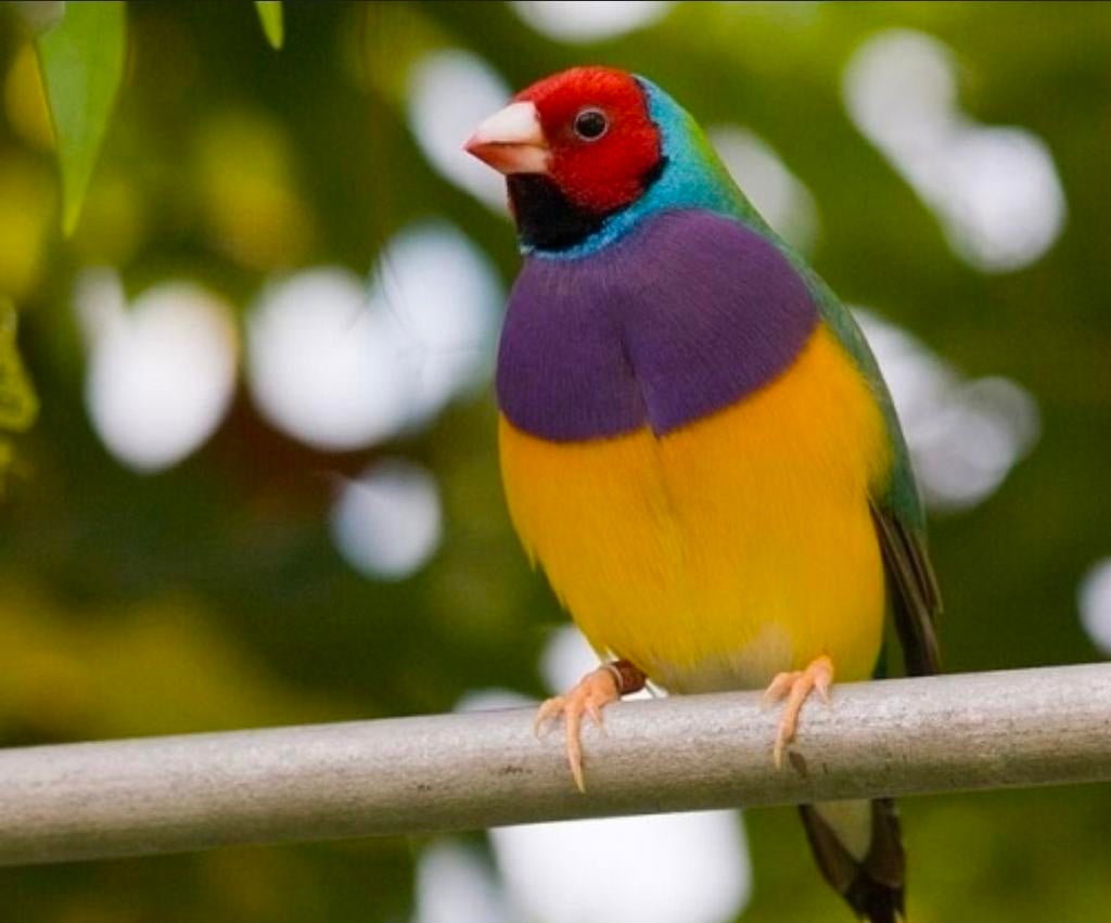 Gouldamadines gezocht, Dieren en Toebehoren