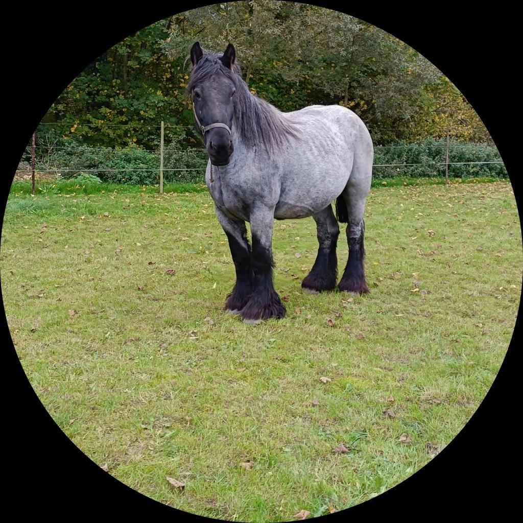 Boerenpaard_ drachtige_ fokmerrie, Animaux & Accessoires, Chevaux & Poneys | Étalons & Juments poulinières, Jument