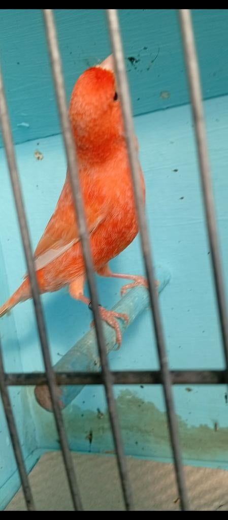 Canaris mal, chanteur rouge intensif  2025 à partir de, Animaux & Accessoires