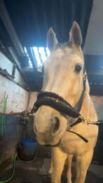 Halve stal, Dieren en Toebehoren