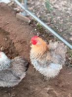 COCHIN HAANTJES SPOED WEG, Dieren en Toebehoren