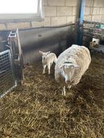 Schapen, Dieren en Toebehoren, Schapen, Geiten en Varkens, Vrouwelijk, Schaap, 3 tot 5 jaar