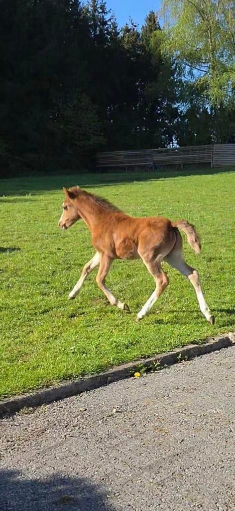 Poulain C pp, Dieren en Toebehoren, Paarden