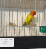 Groen pale fallow kweekman 2021, Dieren en Toebehoren, Mannelijk, Dwergpapegaai of Agapornis, Geringd