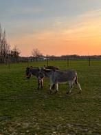 Mini merrie en mini hengst, Dieren en Toebehoren, Schapen, Geiten en Varkens, Meerdere dieren, 3 tot 5 jaar