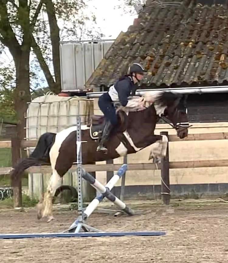 Fok/gezelschap/wandel pony + veulen, Dieren en Toebehoren, Pony's, Meerdere dieren, Niet van toepassing, D pony (1.37m tot 1.48m)