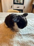 Minilopje, Dieren en Toebehoren, Konijnen