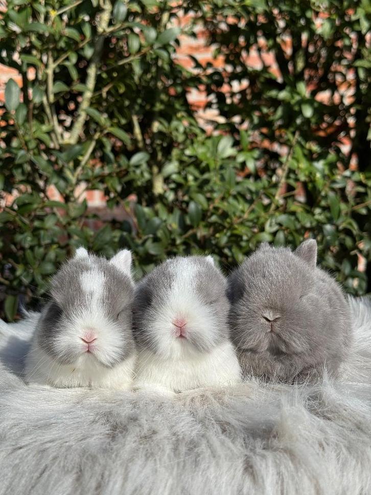 Kleurdwerg, Animaux & Accessoires, Lapins, Nain, Plusieurs animaux, 0 à 2 ans