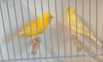 Kanaries, Animaux & Accessoires, Oiseaux | Canaris