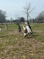 Broedeieren loopeenden (kans op kuif), Geslacht onbekend, Eend