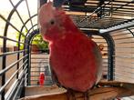 Rosé kaketoe, Dieren en Toebehoren, Vogels | Parkieten en Papegaaien, Geringd