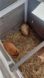 2 Mannetjes cavia's, Maart, Mannelijk, Cavia