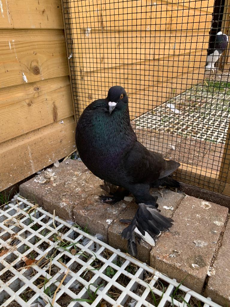 Mooie zwarte Gentse kropper doffer, Animaux & Accessoires, Oiseaux | Pigeons, Mâle, Boulant