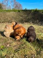 Œufs à incuber - Silkgrouse des États-Unis, Animaux & Accessoires