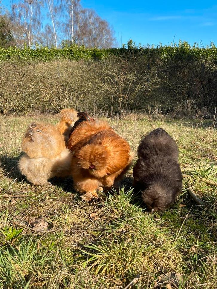 Broedeieren USA zijdehoen, Dieren en Toebehoren, Pluimvee