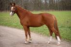 Super allround C pony!, Dieren en Toebehoren, Pony's, B, 3 tot 6 jaar, C pony (1.27m tot 1.37m), Merrie
