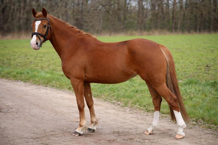 Super allround C pony!, Dieren en Toebehoren, Pony's, Merrie, B, C pony (1.27m tot 1.37m), 3 tot 6 jaar, Gechipt, Ontwormd, Ingeënt