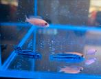 À vendre : 6 cichlidés du Malawi (+- 5 cm), Poisson, Poisson d'eau douce, Banc de poissons