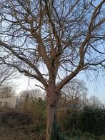 Brandhout gratis, Enlèvement