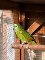 Kweekrijpe Blauwvoorhoofd Amazone pop., Dieren en Toebehoren, Vrouwelijk, Papegaai, Geringd