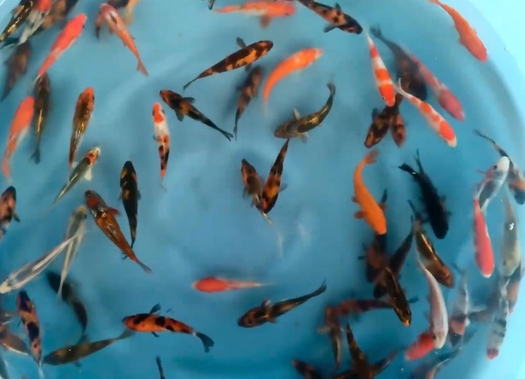 tosai isa maruyo, Dieren en Toebehoren, Vissen | Vijvervissen, Karper of Koi