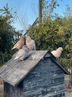 Pigeons voyageurs de jeunes couleurs - couleurs différentes, Animaux & Accessoires