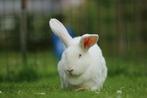 GEZOCHT: Vlaamse / Duitse reus voedster, Dieren en Toebehoren, Konijnen, Vrouwelijk, Groot, 0 tot 2 jaar
