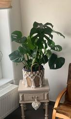 Plante monstera, Enlèvement