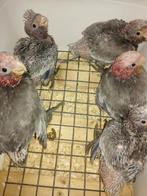 Voor tropen/exoten/wildzang/kromsnavels enzenz.