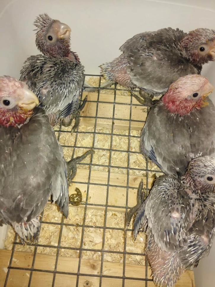 Voor tropen/exoten/wildzang/kromsnavels enzenz., Animaux & Accessoires, Oiseaux | Oiseaux Autre