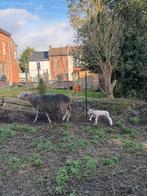 brebis laitiere + son agnelle