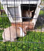 2 dwergkonijntjes, samen te koop, Dieren en Toebehoren, Konijnen